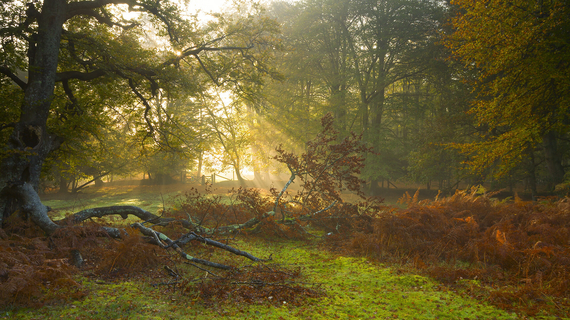 NBA赛季MVP竞争形势分析,nba新赛季mvp最新排名