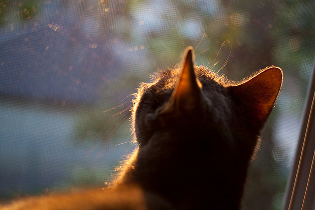 九游体育网址-世俱杯：豪门“抬头望星”，球队争夺世界冠军荣耀