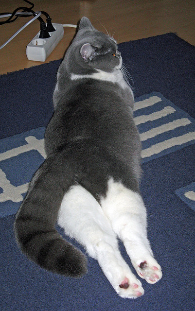 九游官网下载app下载-中国足球防线前提战术的成功率趋势追踪，中国足球防守反击