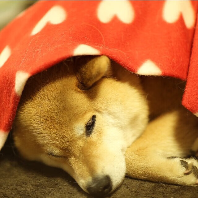 全国马拉松挑战赛高原赛道引爆全场，全程马拉松比赛