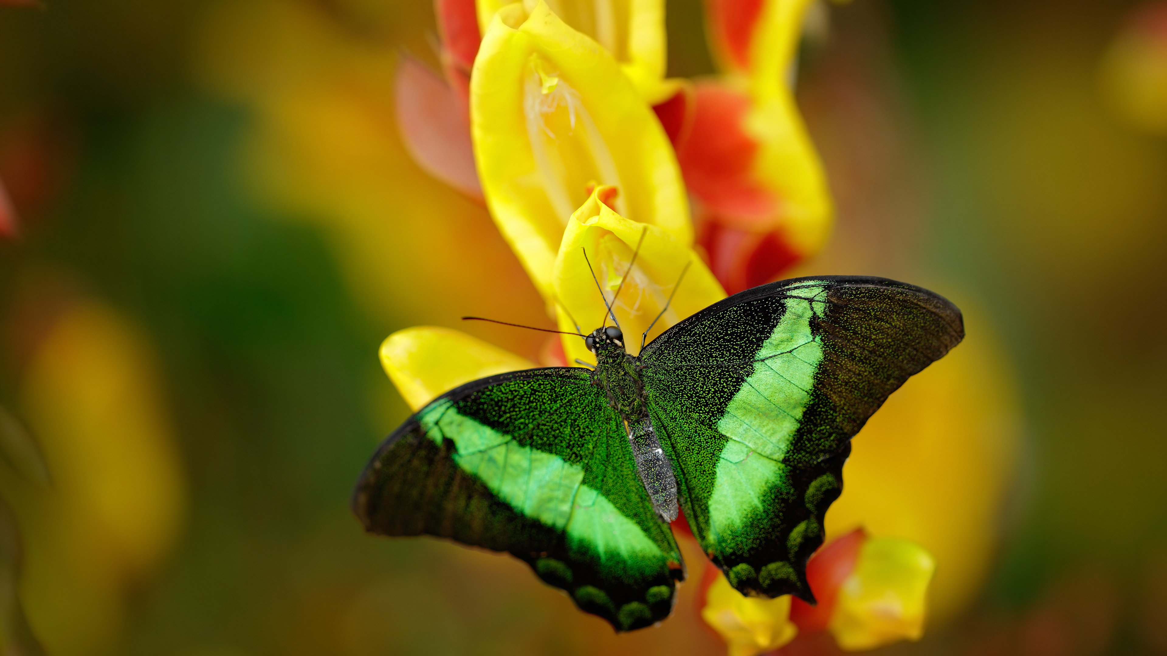 九游(jiuyou)官方网站-德甲青训体系中前锋技术培养最佳案例，德甲青训最好俱乐部